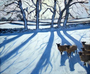 Schapen in de sneeuw, Derbyshire